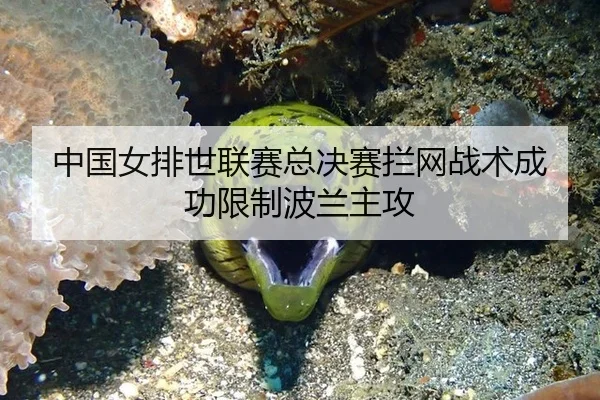 中国女排世联赛总决赛拦网战术成功限制波兰主攻